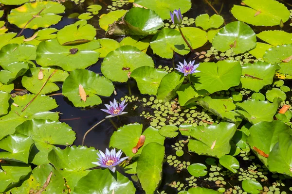 Ninfas florecientes nenúfares en estanque poco profundo — Foto de Stock