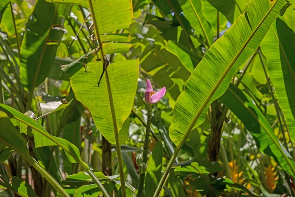 Banana tree with Banana blossom — Stock Photo, Image