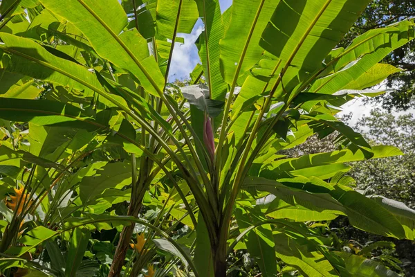 Banana tree with Banana blossom — Stock Photo, Image