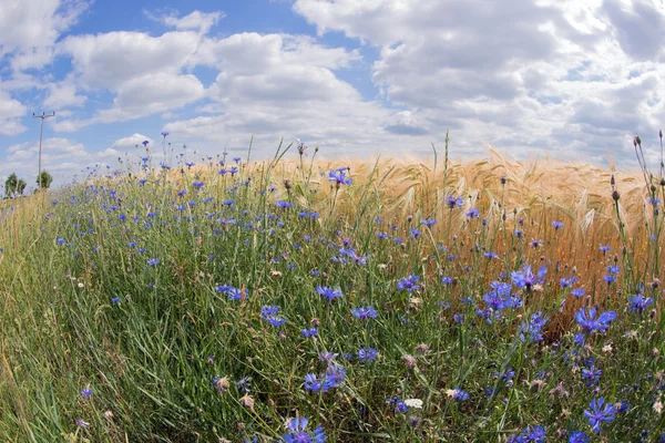 Fisheye lens photo of wheat field with cornflowers — Stock Photo, Image