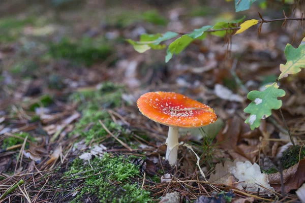 Flyga person svampar i skogen — Stockfoto