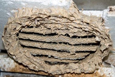 Yaban arısı yuvası closeup