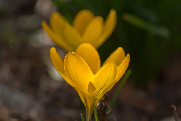 Macro of yellow crocus in spring — Stock Photo, Image