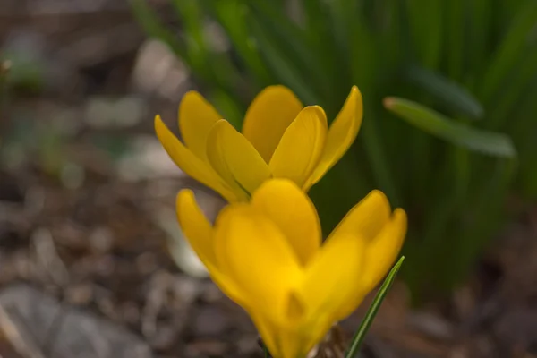 Macro van gele krokus in het voorjaar — Stockfoto