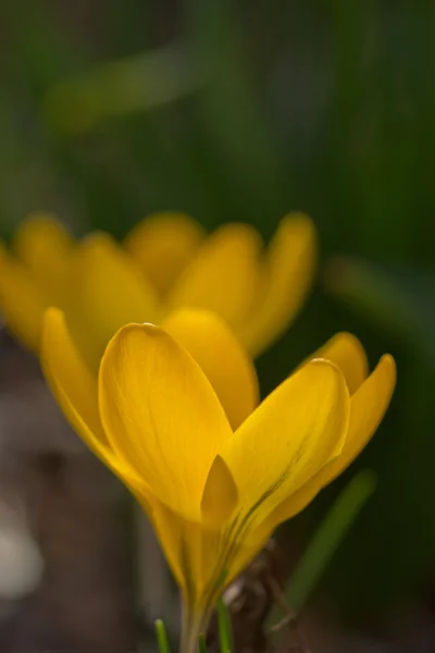 Macro di croco giallo in primavera — Foto Stock