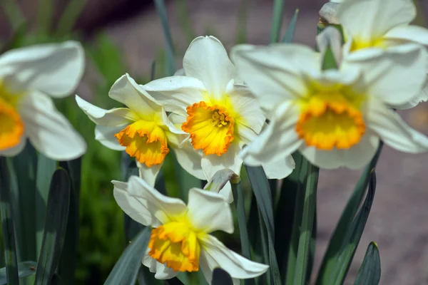 Daffodil in Spring — Stock Photo, Image