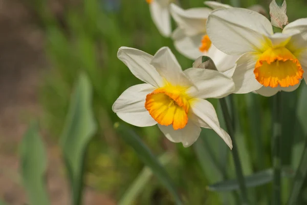 Daffodil in Spring — Stock Photo, Image