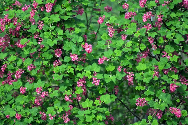 Ribes in fiore, Ribes sanguineum — Foto Stock
