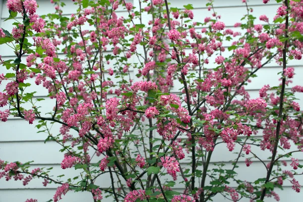 Kwitnienia porzeczki, krwista Ribes — Zdjęcie stockowe