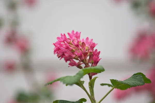 Çiçekli frenk üzümü, Ribes sanguineum — Stok fotoğraf