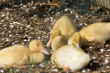 Genç ördek. Küçük sarı ördek yavrusu