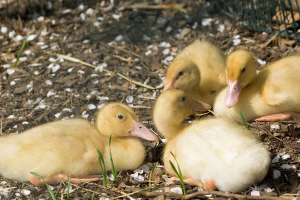 Pato joven. Pequeño patito amarillo — Foto de Stock