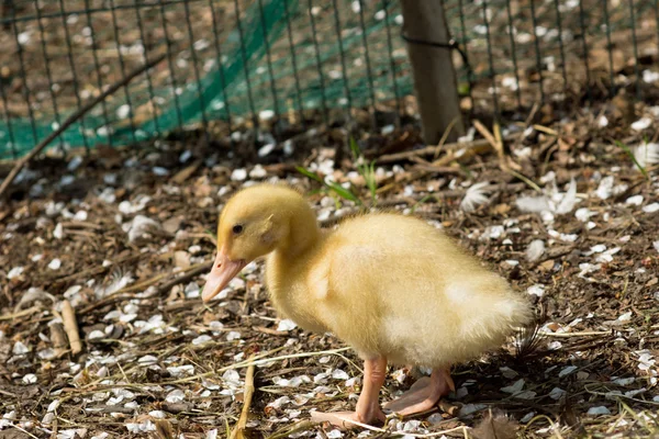 Pato joven. Pequeño patito amarillo — Foto de Stock