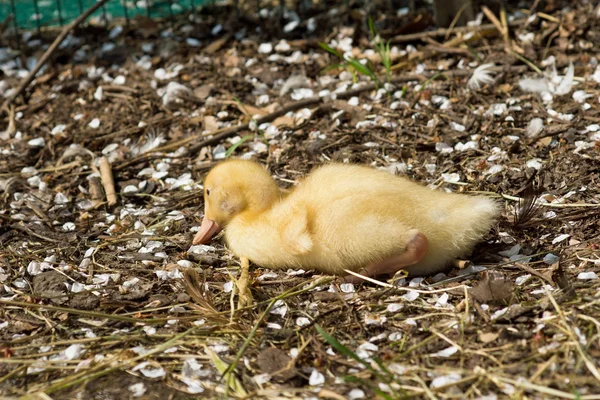 Pato joven. Pequeño patito amarillo — Foto de Stock