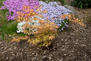 Phlox çiçek ve kırmızı akçaağaç