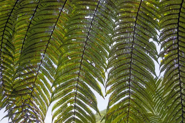 Helecho arbóreo en una selva tropical — Foto de Stock