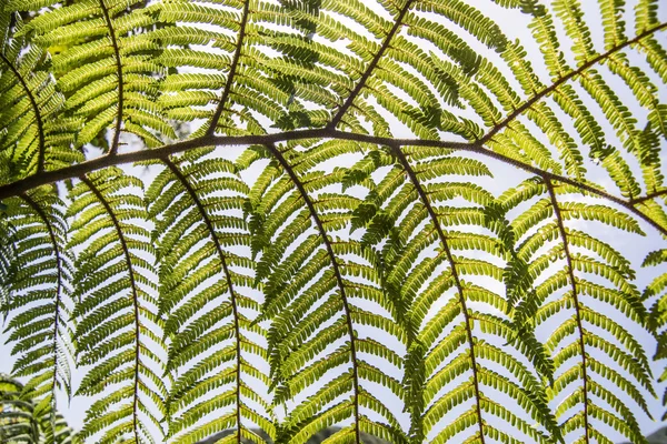 Tree fern op een regenwoud — Stockfoto