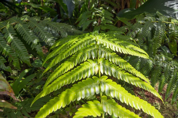 Tree fern op een regenwoud — Stockfoto