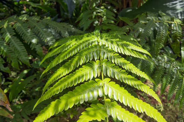 Tree fern op een regenwoud — Stockfoto