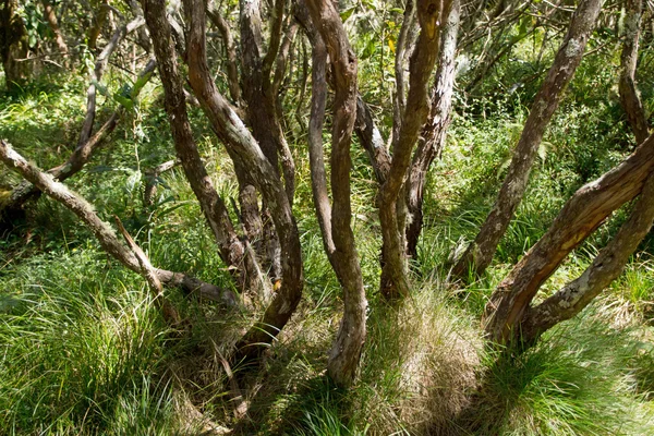 Floresta tropical em reunião — Fotografia de Stock