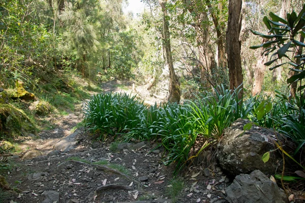 Regnskogen i reunion — Stockfoto