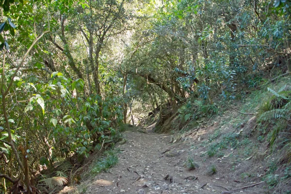 Regnskogen i reunion — Stockfoto