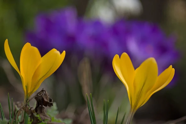 Close up of a beautiful crocus — Stock Photo, Image