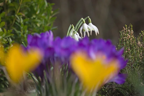 Close up of a beautiful crocus — Stock Photo, Image