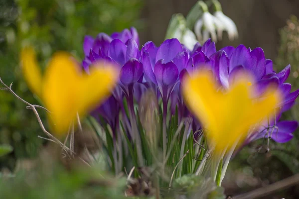 Close up van een prachtige crocus — Stockfoto