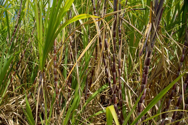 Le piante di canna da zucchero crescono nei terreni agricoli — Foto Stock