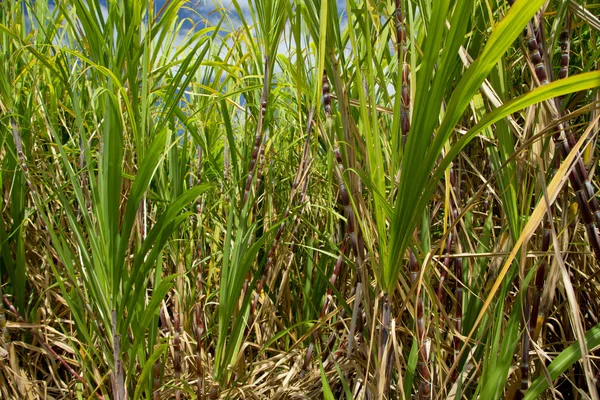 Trzcina cukrowa rośliny rosną w ziemi uprawnej — Zdjęcie stockowe