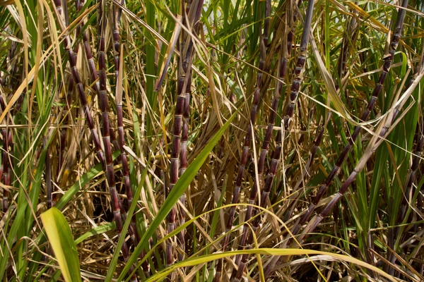 Le piante di canna da zucchero crescono nei terreni agricoli — Foto Stock