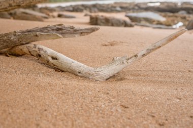 Kumlu sahilde kuru dal