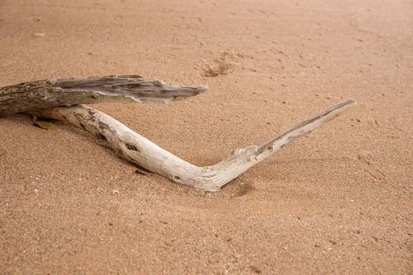 Dry branch on the sandy beach — Stock Photo, Image