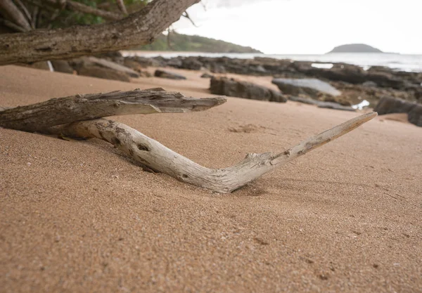 沙滩上的干树枝 — 图库照片