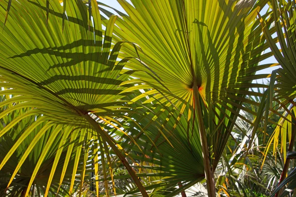 Tropické palmové listy — Stock fotografie