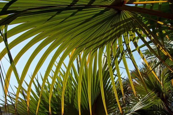 Tropical palm leaves