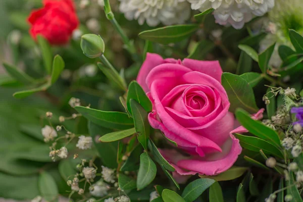 Vacker rosa ros — Stockfoto