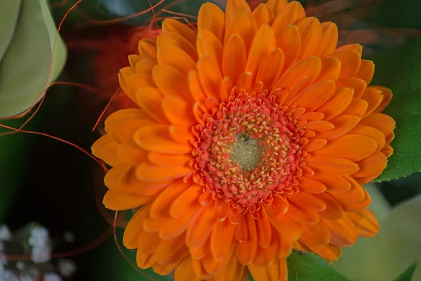 Květina oranžová gerbera — Stock fotografie