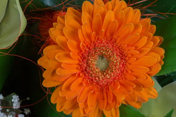 Flor de gerbera laranja — Fotografia de Stock