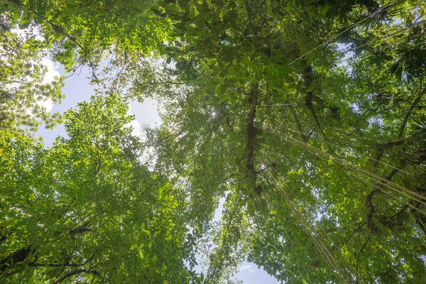 Scene with trees in the dense tropical rain forest — Stock Photo, Image