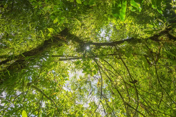 Scene with trees in the dense tropical rain forest — Stock Photo, Image