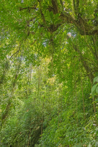 Scène met bomen in het dichte tropische regenwoud — Stockfoto