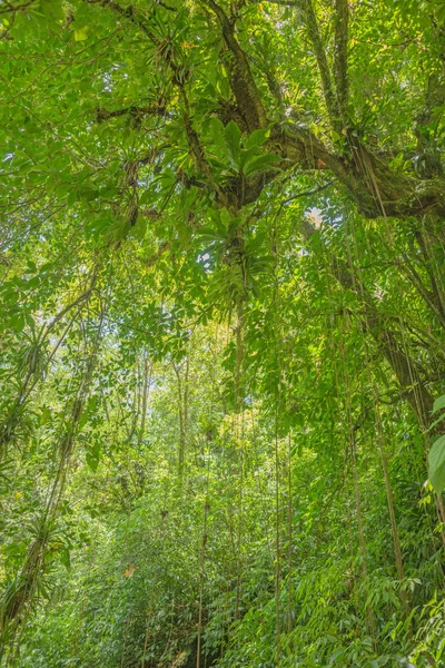 Escena con árboles en la densa selva tropical — Foto de Stock