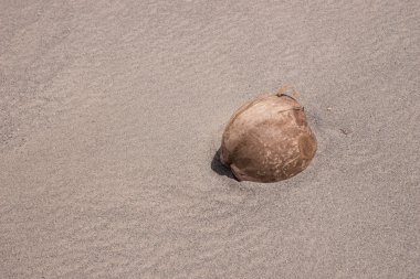 Sahilde tek Hindistan cevizi