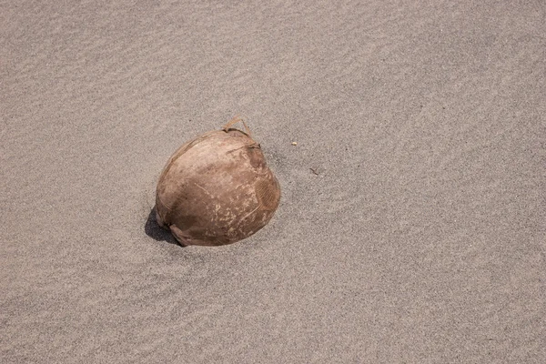 Single coconut on the beach — Stock Photo, Image