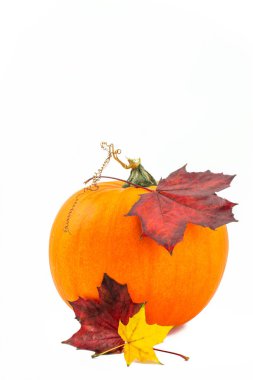 Renkli dekoratif mini balkabaklarıyla durgun yaşam kompozisyonu