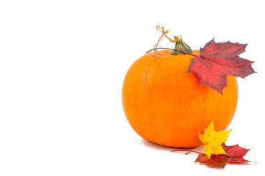 Renkli dekoratif mini balkabaklarıyla durgun yaşam kompozisyonu