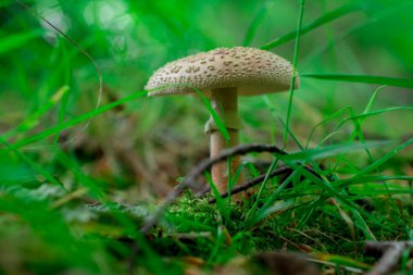 Makro, soyut arkaplanda taze turuncu ve kırmızı gülleri kapat