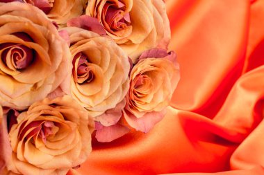 Makro, soyut arkaplanda taze turuncu ve kırmızı gülleri kapat